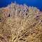 Seafan